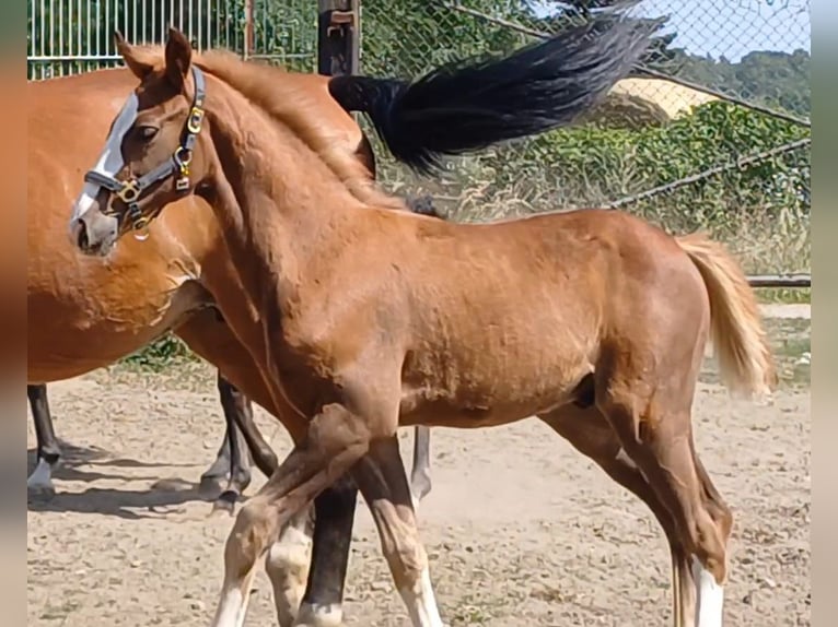 Caballo de deporte alemán Semental Potro (05/2025) Alazán in Ringelsdorf