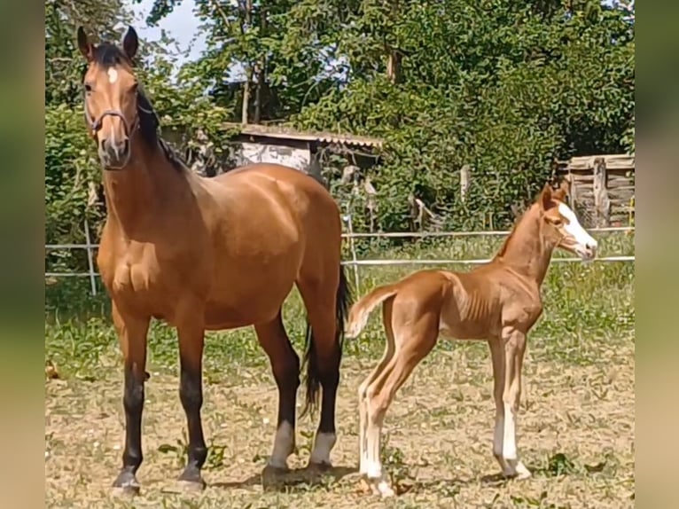 Caballo de deporte alemán Semental Potro (05/2025) Alazán in Ringelsdorf