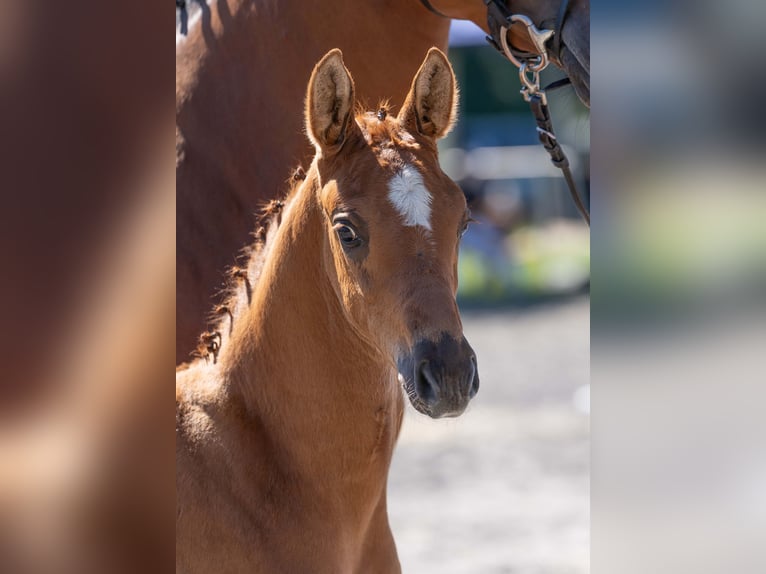 Caballo de deporte alemán Semental Potro (05/2025) Alazán in Gomadingen