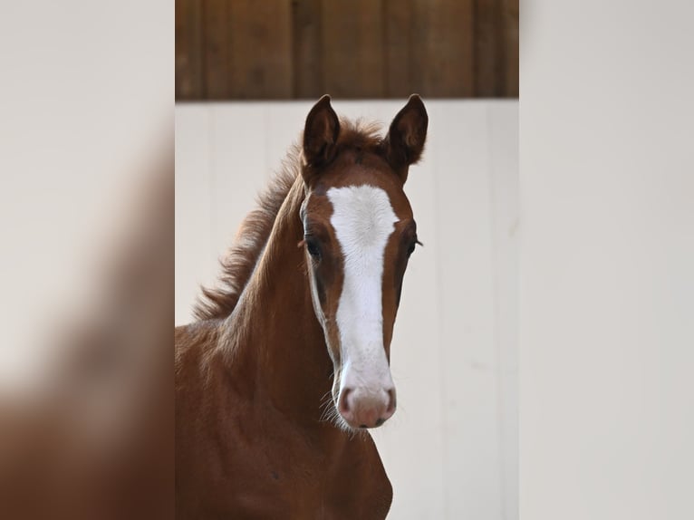Caballo de deporte alemán Semental Potro (06/2025) Alazán in Gomadingen