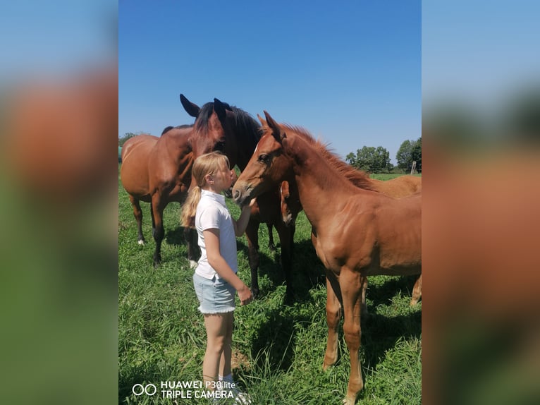Caballo de deporte alemán Semental Potro (04/2025) Alazán in Ro&#xDF;dorf