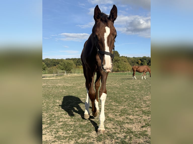 Caballo de deporte alemán Semental Potro (04/2026) Alazán-tostado in Schrozberg