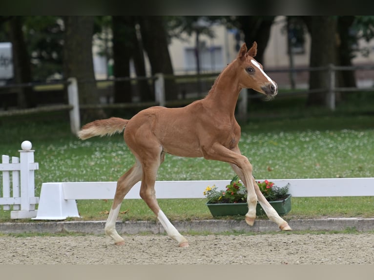 Caballo de deporte alemán Semental Potro (04/2026) Alazán-tostado in Standenbühl