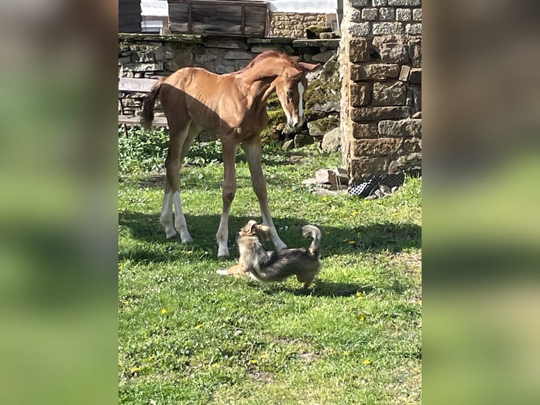Caballo de deporte alemán Semental Potro (04/2026) Alazán-tostado in Gundersweiler