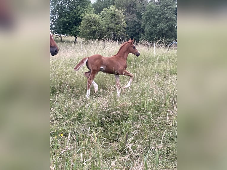 Caballo de deporte alemán Semental Potro (04/2026) Alazán-tostado in Gundersweiler