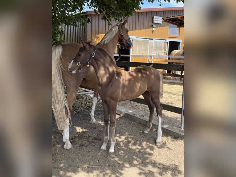 Caballo de deporte alemán Semental Potro (05/2026) Alazán-tostado in Hambrücken