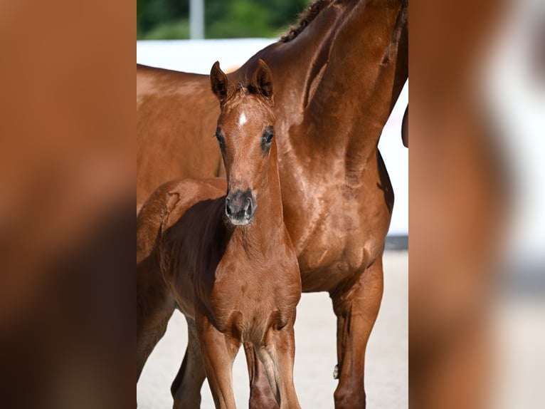 Caballo de deporte alemán Semental Potro (03/2026) Alazán-tostado in Illertissen