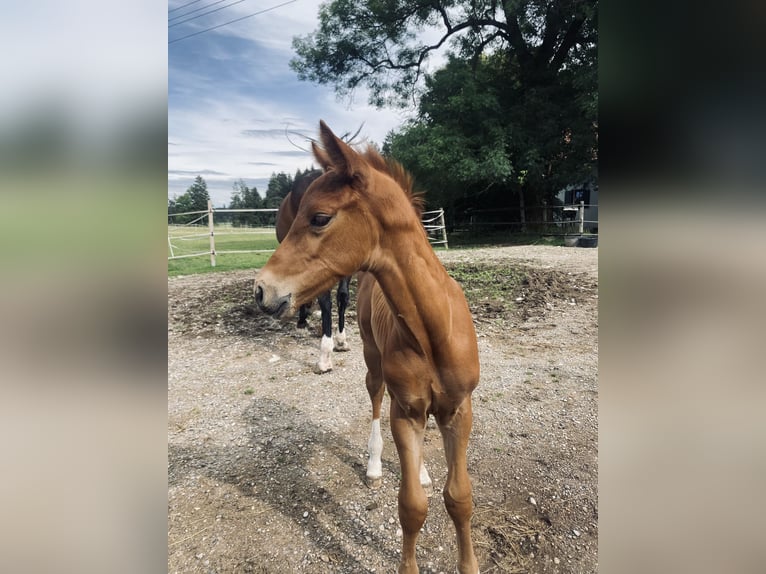 Caballo de deporte alemán Semental  Alazán-tostado in Marktoberdorf