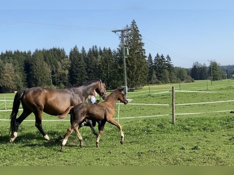 Caballo de deporte alemán Semental  Alazán-tostado in Marktoberdorf