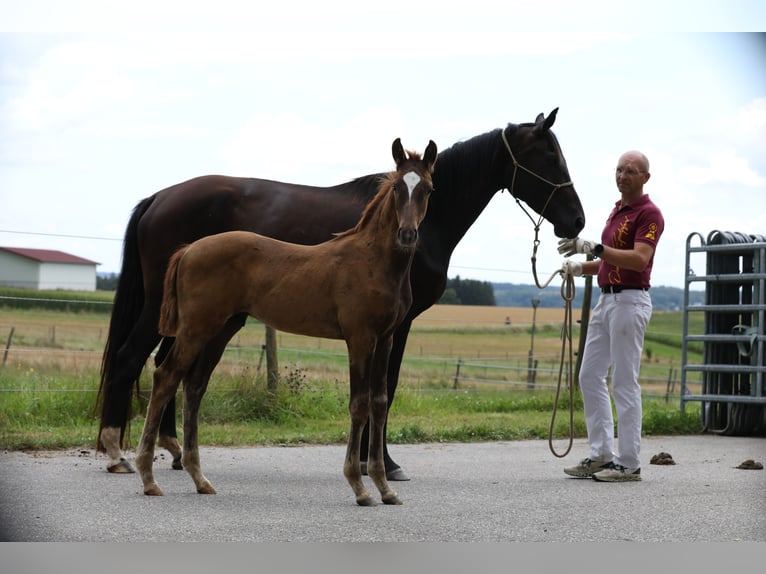 Caballo de deporte alemán Semental Potro (05/2024) Alazán-tostado in Postmünster