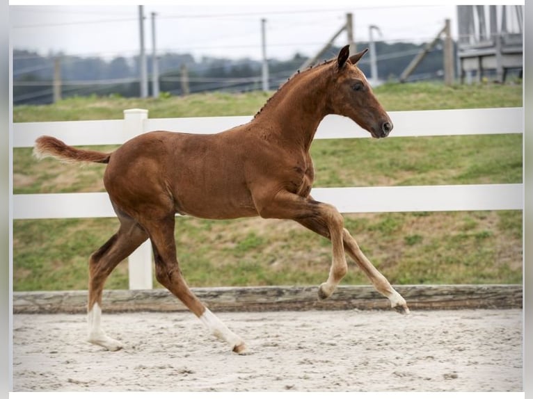 Caballo de deporte alemán Semental Potro (05/2025) Alazán-tostado in Wangen im Allg&#xE4;u