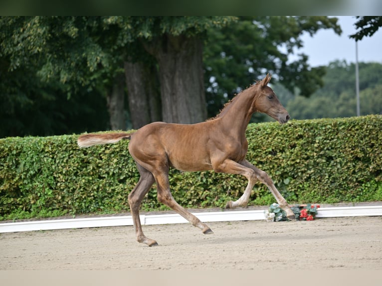 Caballo de deporte alemán Semental Potro (05/2025) Alazán-tostado in Brandenburg an der Havel