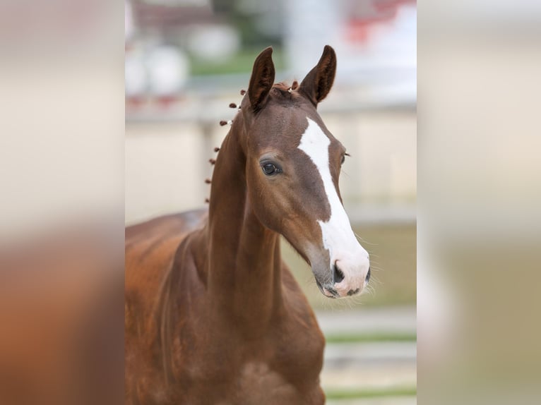 Caballo de deporte alemán Semental Potro (05/2025) Alazán-tostado in Gomadingen