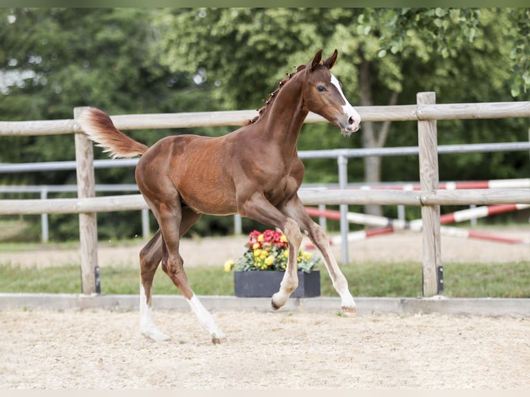 Caballo de deporte alemán Semental Potro (05/2025) Alazán-tostado in Gomadingen