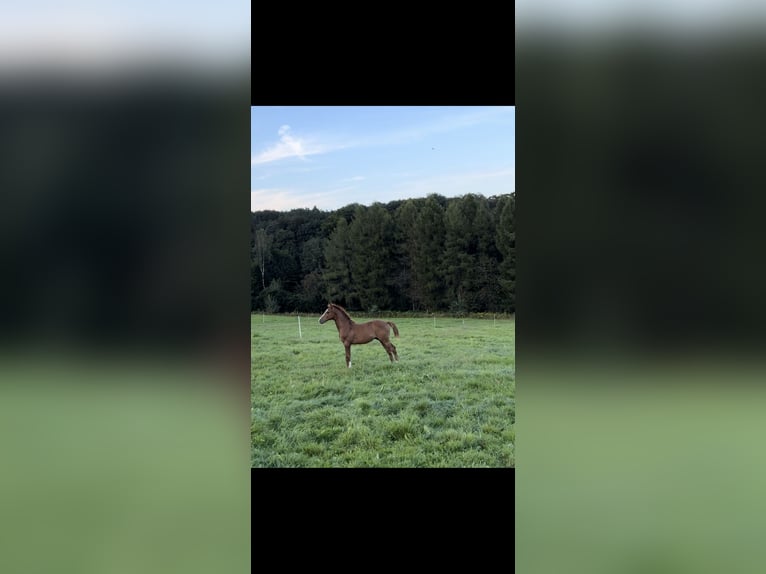 Caballo de deporte alemán Semental Potro (04/2024) Alazán-tostado in Wipperfürth