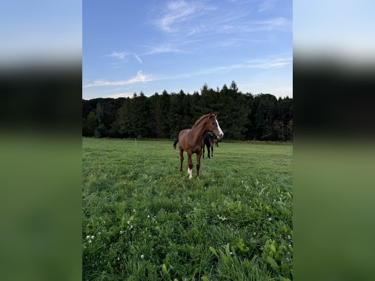 Caballo de deporte alemán Semental Potro (04/2024) Alazán-tostado in Wipperfürth