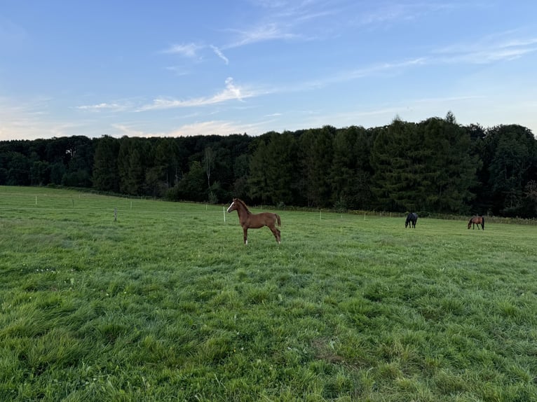 Caballo de deporte alemán Semental Potro (04/2024) Alazán-tostado in Wipperfürth