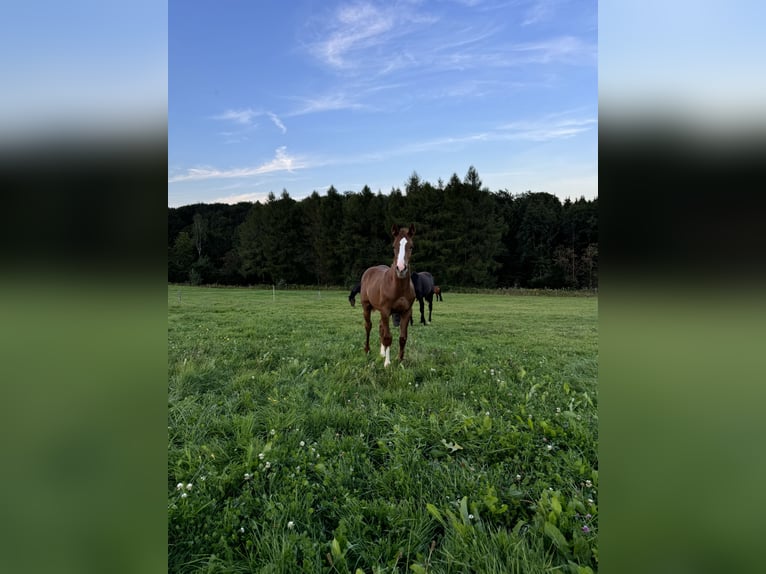 Caballo de deporte alemán Semental Potro (04/2024) Alazán-tostado in Wipperfürth