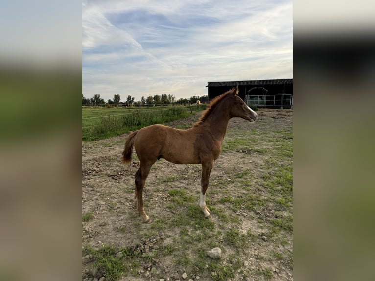 Caballo de deporte alemán Semental Potro (04/2024) Alazán-tostado in Wipperfürth