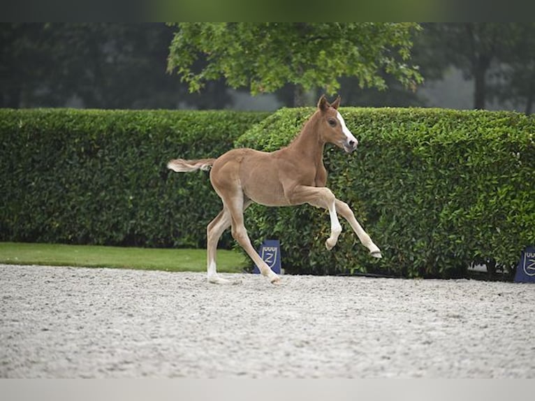 Caballo de deporte alemán Semental Potro (04/2024) Alazán-tostado in Wipperfürth