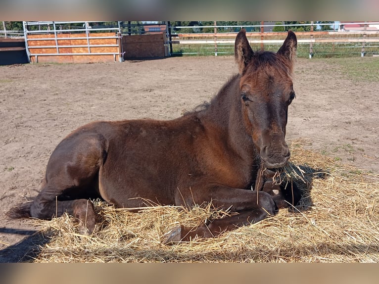 Caballo de deporte alemán Mestizo Semental Potro (05/2025) in Klein Schulzenforf