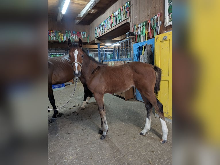 Caballo de deporte alemán Semental Potro (04/2025) in Aalen