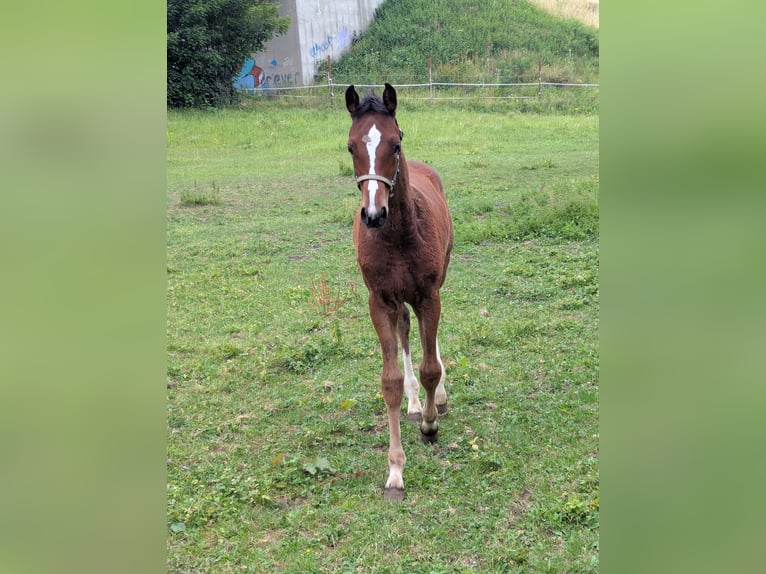 Caballo de deporte alemán Semental Potro (04/2025) in Aalen