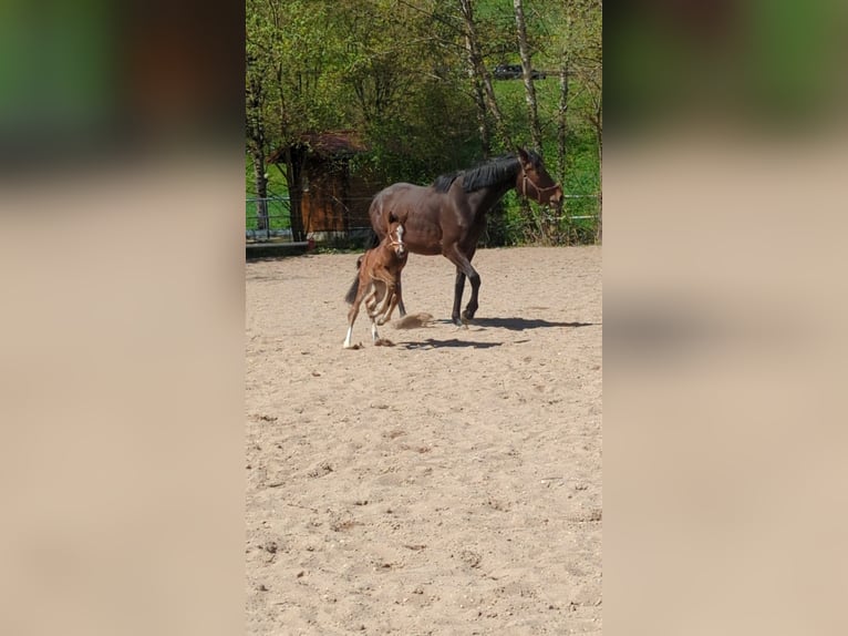 Caballo de deporte alemán Semental Potro (04/2025) in Aalen
