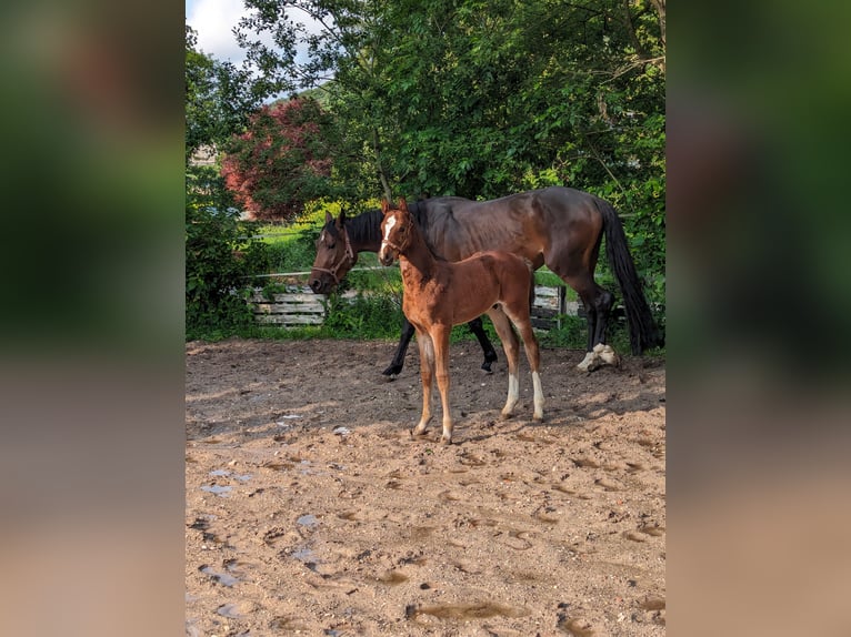 Caballo de deporte alemán Semental Potro (04/2025) in Aalen