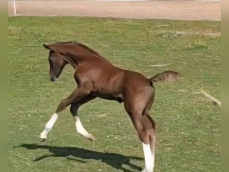 Caballo de deporte alemán Semental Potro (05/2025) in Parkstein