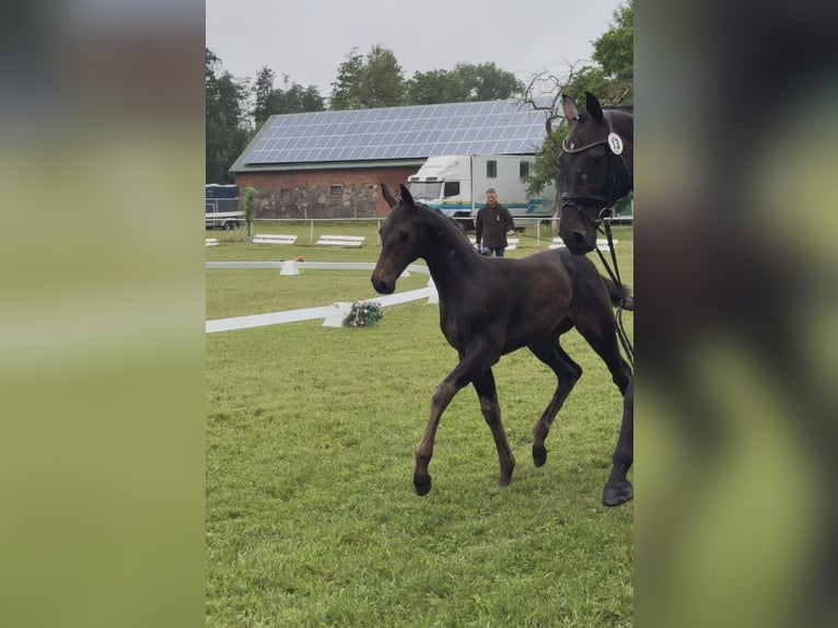 Caballo de deporte alemán Semental Potro (04/2026)  in Perleberg