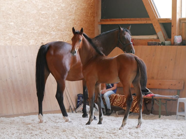 Caballo de deporte alemán Semental Potro (01/2024) in Steinbach-Hallenberg