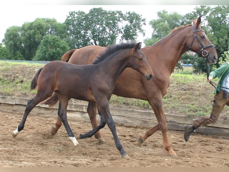 Caballo de deporte alemán Semental Potro (03/2025) Castaño in Farsleben