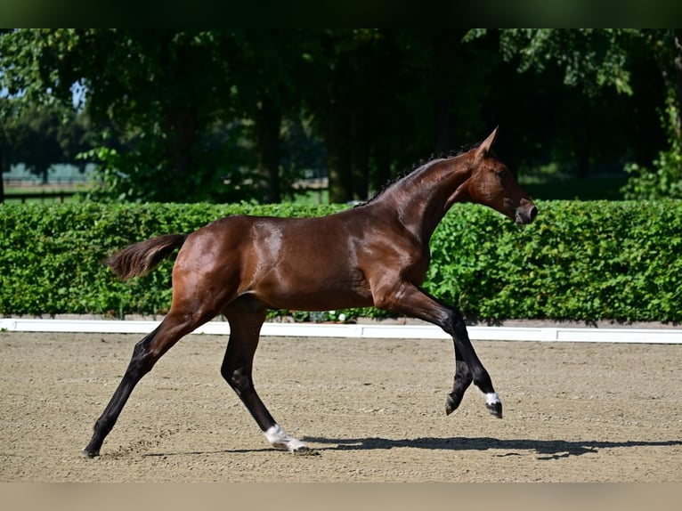 Caballo de deporte alemán Semental Potro (04/2024) Castaño in Magdeburg