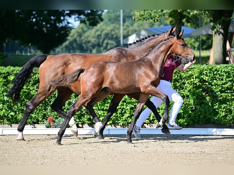 Caballo de deporte alemán Semental Potro (04/2024) Castaño in Magdeburg