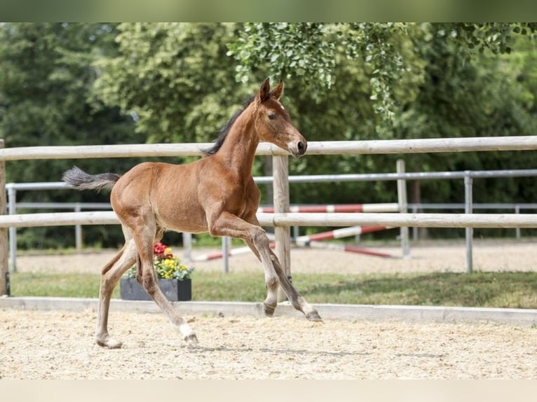 Caballo de deporte alemán Semental Potro (05/2025) Castaño in Fronhofen