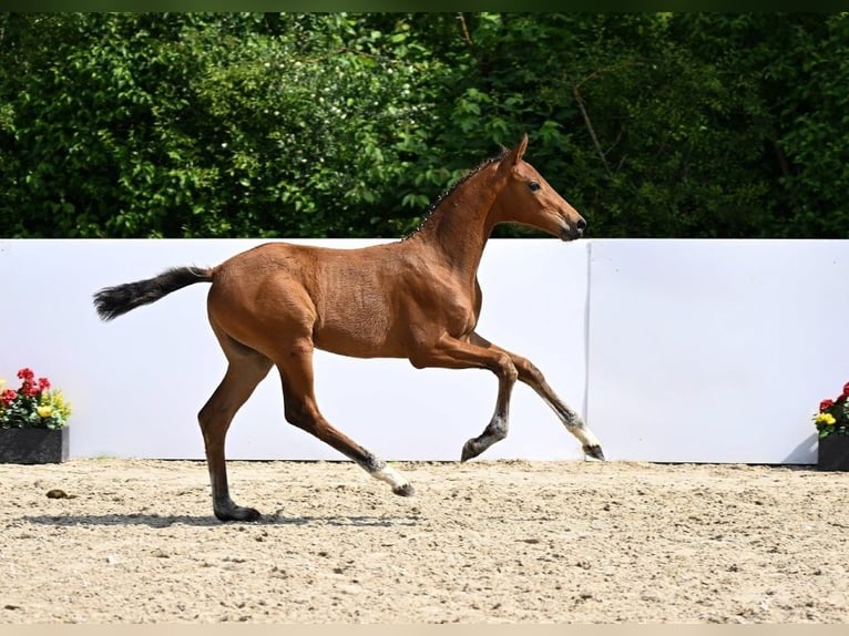 Caballo de deporte alemán Semental Potro (03/2025) Castaño in Gomadingen