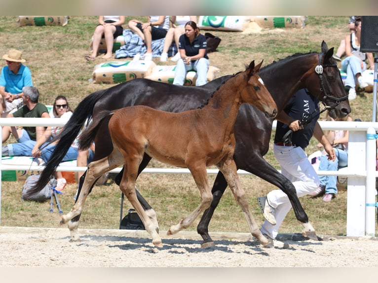 Caballo de deporte alemán Semental Potro (05/2026) Castaño in Illertissen