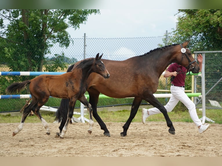 Caballo de deporte alemán Semental Potro (04/2024) Castaño in Neißeaue