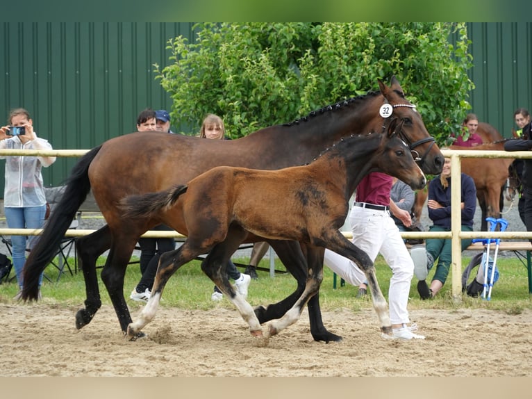 Caballo de deporte alemán Semental Potro (04/2024) Castaño in Neißeaue