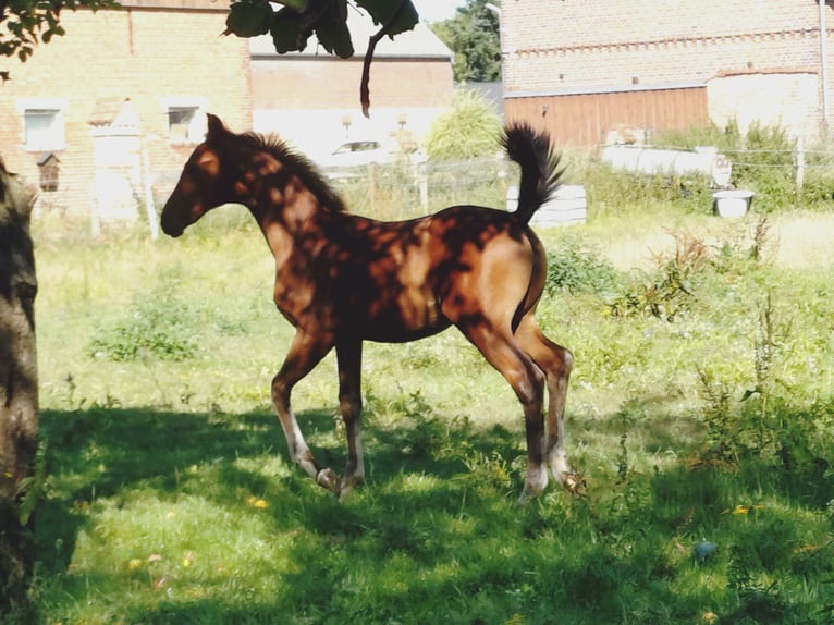 Caballo de deporte alemán Semental Potro (04/2026) Castaño in Neuruppin