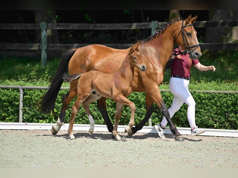 Caballo de deporte alemán Semental  Castaño in Arendsee