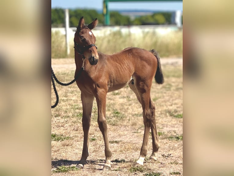 Caballo de deporte alemán Semental  Castaño in Nesse-Apfelst&#xE4;dt