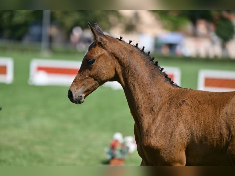 Caballo de deporte alemán Semental Potro (05/2025) Castaño in Kalbe