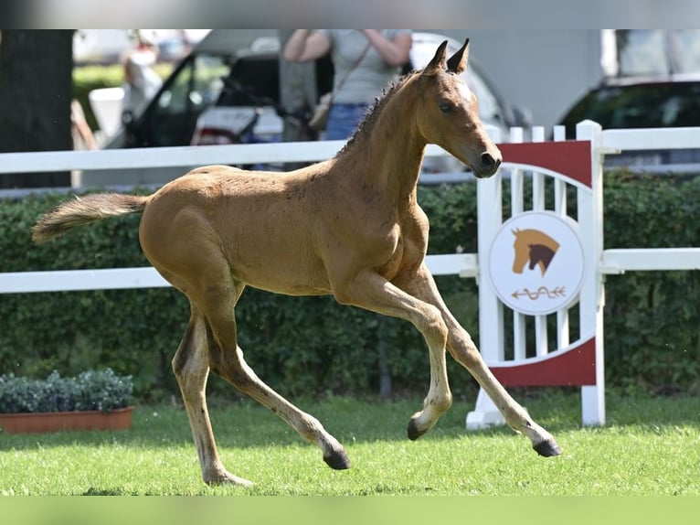 Caballo de deporte alemán Semental Potro (05/2025) Castaño in Kalbe