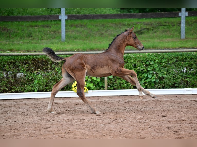 Caballo de deporte alemán Semental Potro (04/2024) Castaño in Burgstall