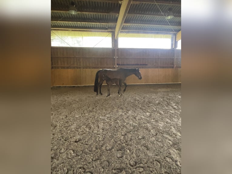 Caballo de deporte alemán Semental  Castaño in Mutlangen
