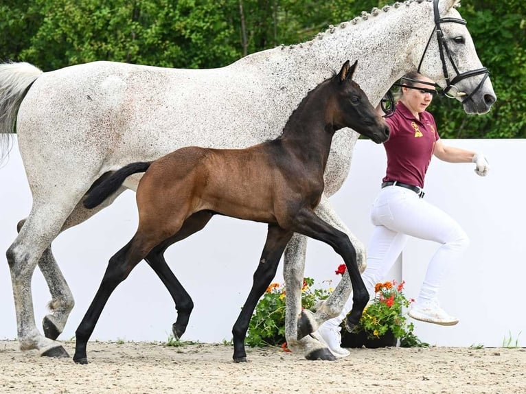 Caballo de deporte alemán Semental Potro (05/2024) Castaño oscuro in Aalen