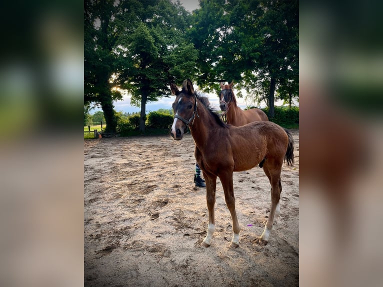Caballo de deporte alemán Semental  Castaño oscuro in Bernstadt auf dem Eigen