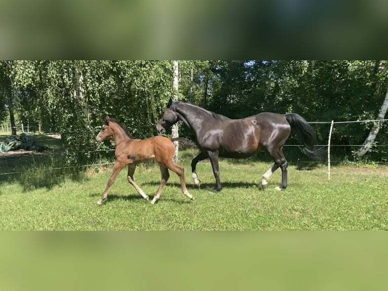 Caballo de deporte alemán Semental Potro (05/2024) Castaño oscuro in Werder